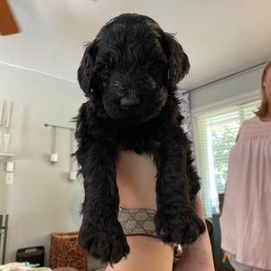 Meet your Posher, Laura